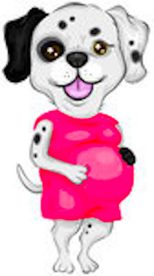 pregnant-dog
